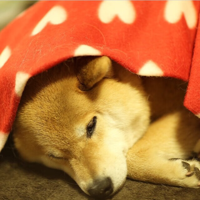 宿命对决,多特蒙德铁骑碾碎郁金香,伊布神话再续决胜时刻