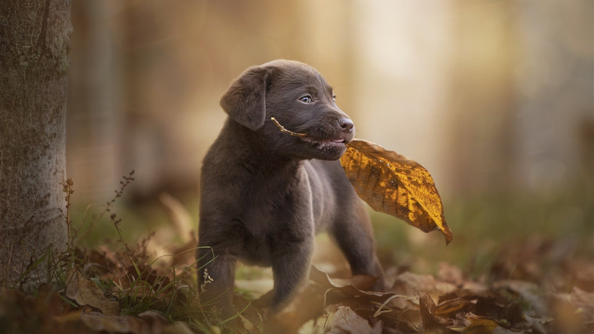 神秘电话引爆中场，赖斯导演马竞冰与火之歌，3-0闪电击碎加拿大铁桶阵