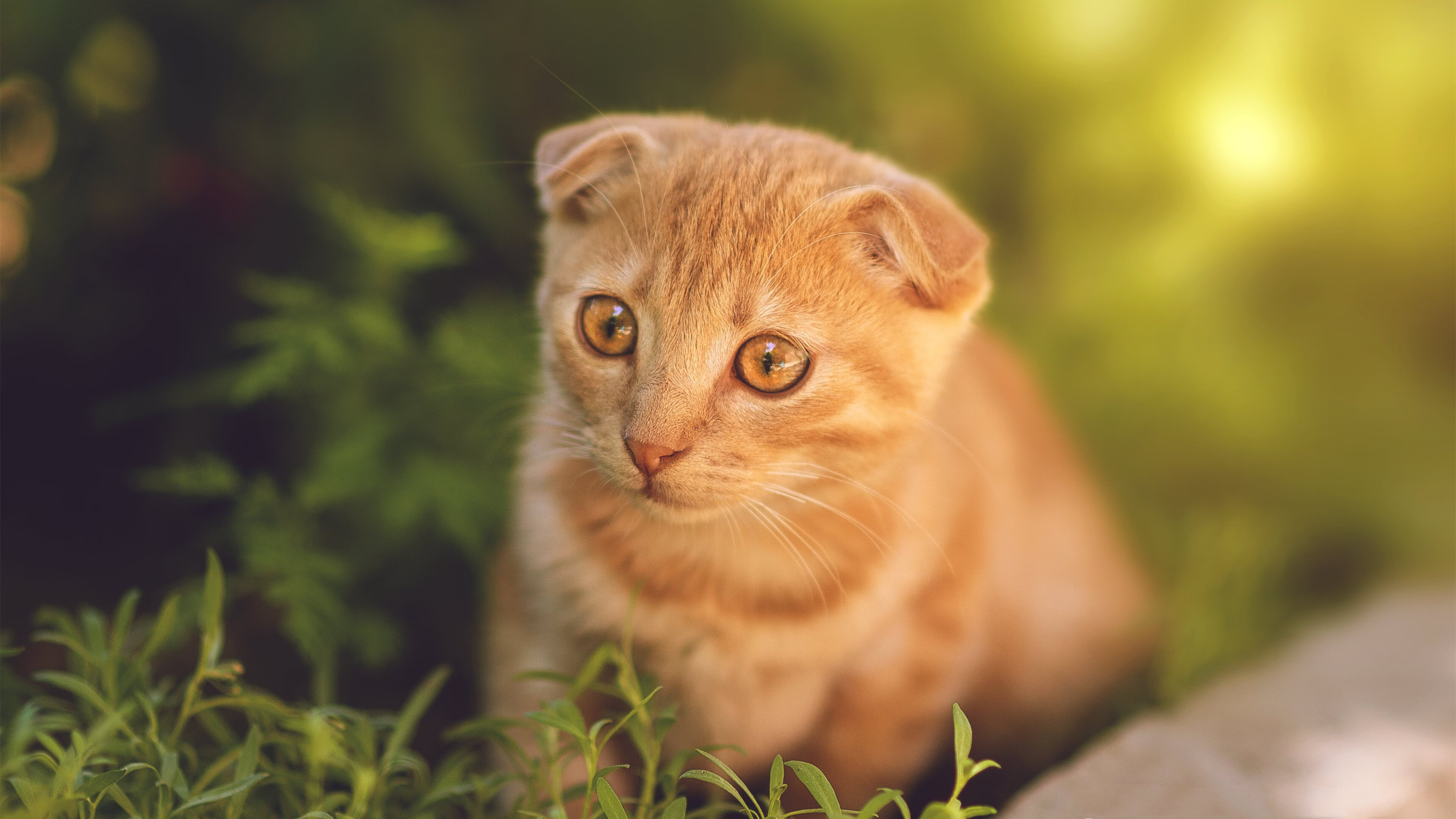 爵士速胜骑士，东契奇单核碾压，骑士三巨头成徒劳