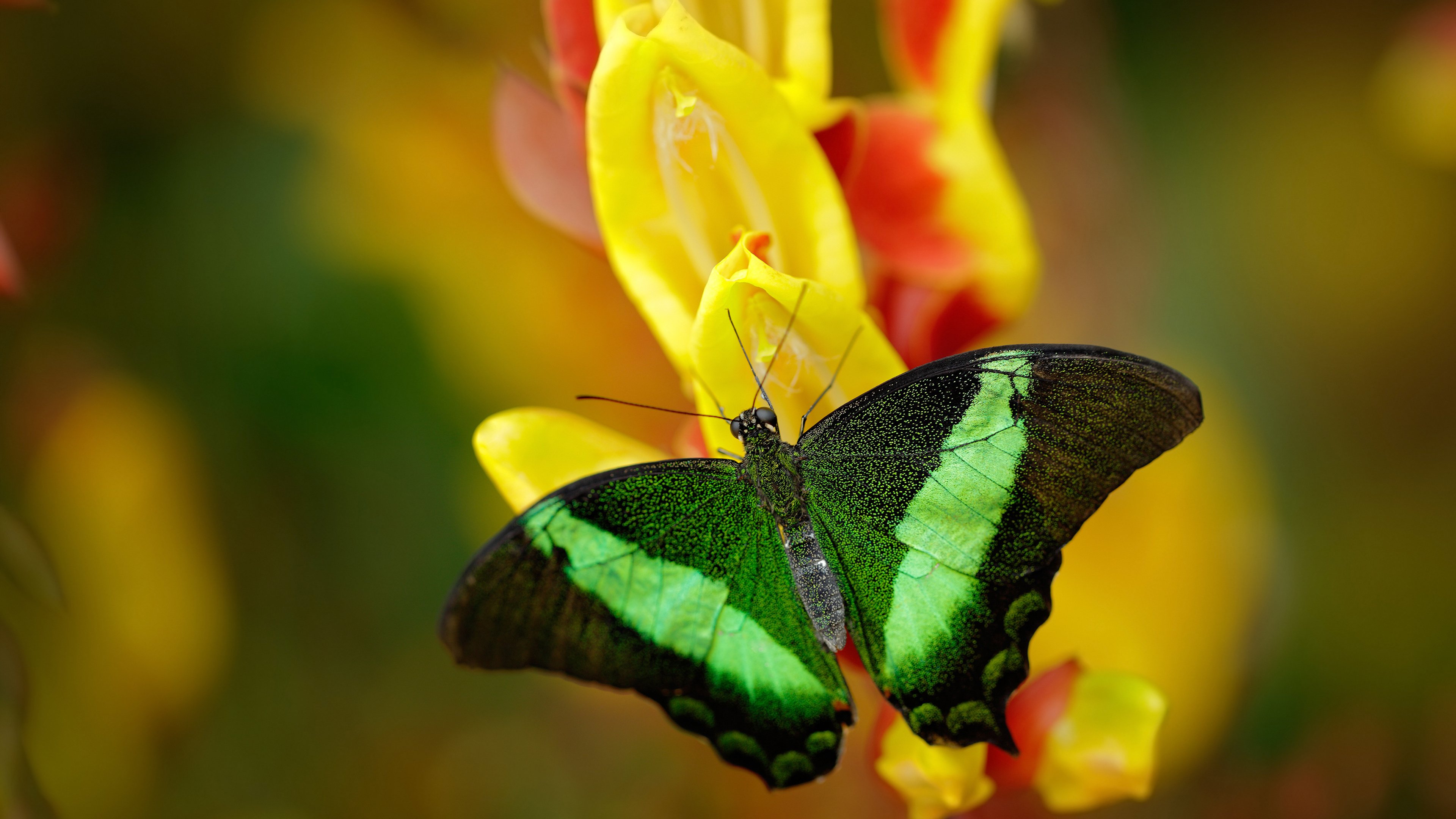 孤岛上的灯塔，凯恩如何撕碎体系化时代的足球迷思