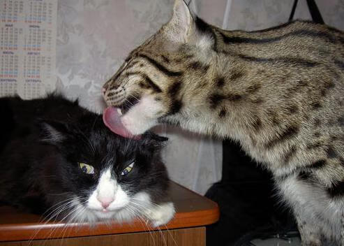 交响乐与战鼓,佩德里的艺术足球与塞内加尔的非洲力量如何重塑世界足坛格局