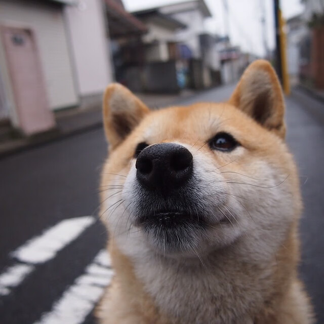 罗德里戈一剑封喉,阿根廷军团制霸马德里
