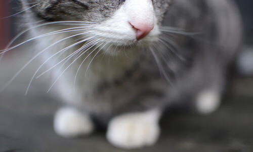 当活塞的铁蹄踏碎费城旧梦,文班亚马已在世界杯画出新世界的版图