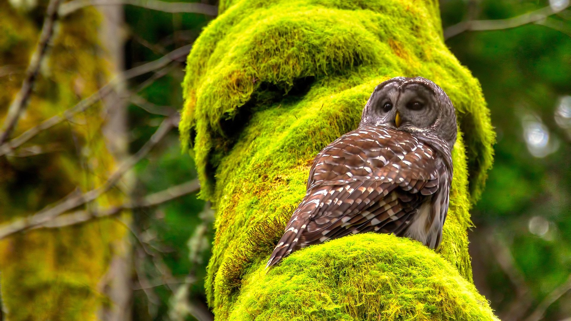看到NBA季后赛之夜和卢卡库并列出现,这个奇妙的组合本身就极具话题性,为创作提供了独特的切入角度。我们可以从几个方向来构思这个唯一性的故事