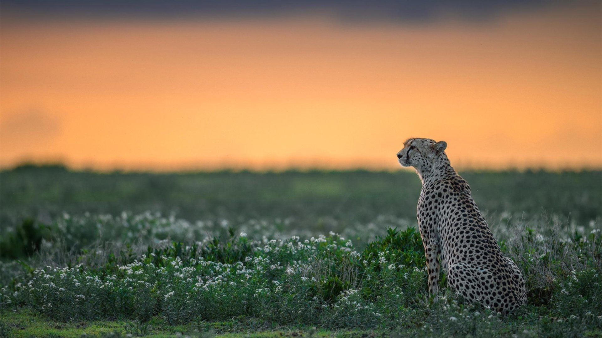 绝境铁骑,活塞窒息防守绞杀开拓者,38岁詹姆斯末节封神