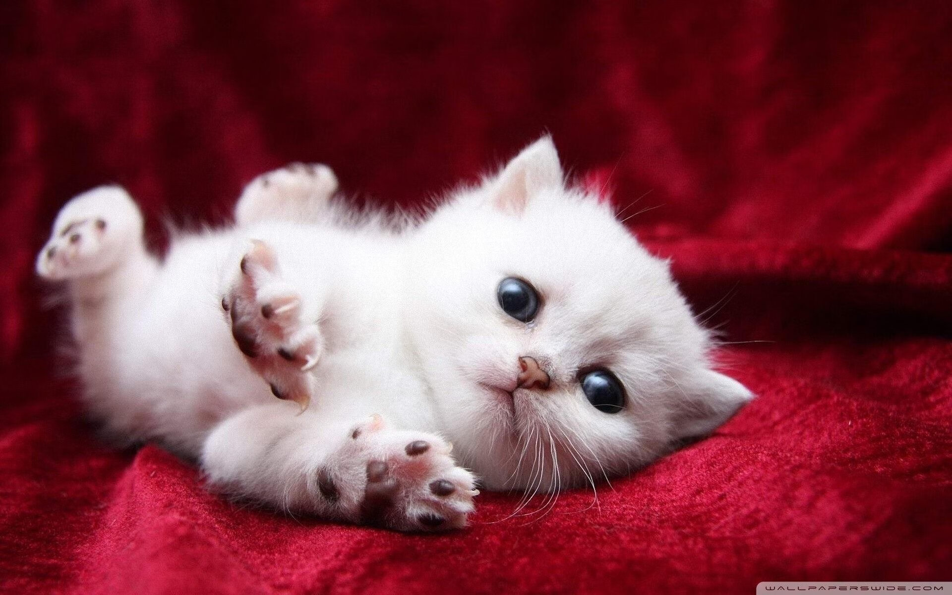 哈兰德爆发，巴黎圣日耳曼全面压制马德里竞技