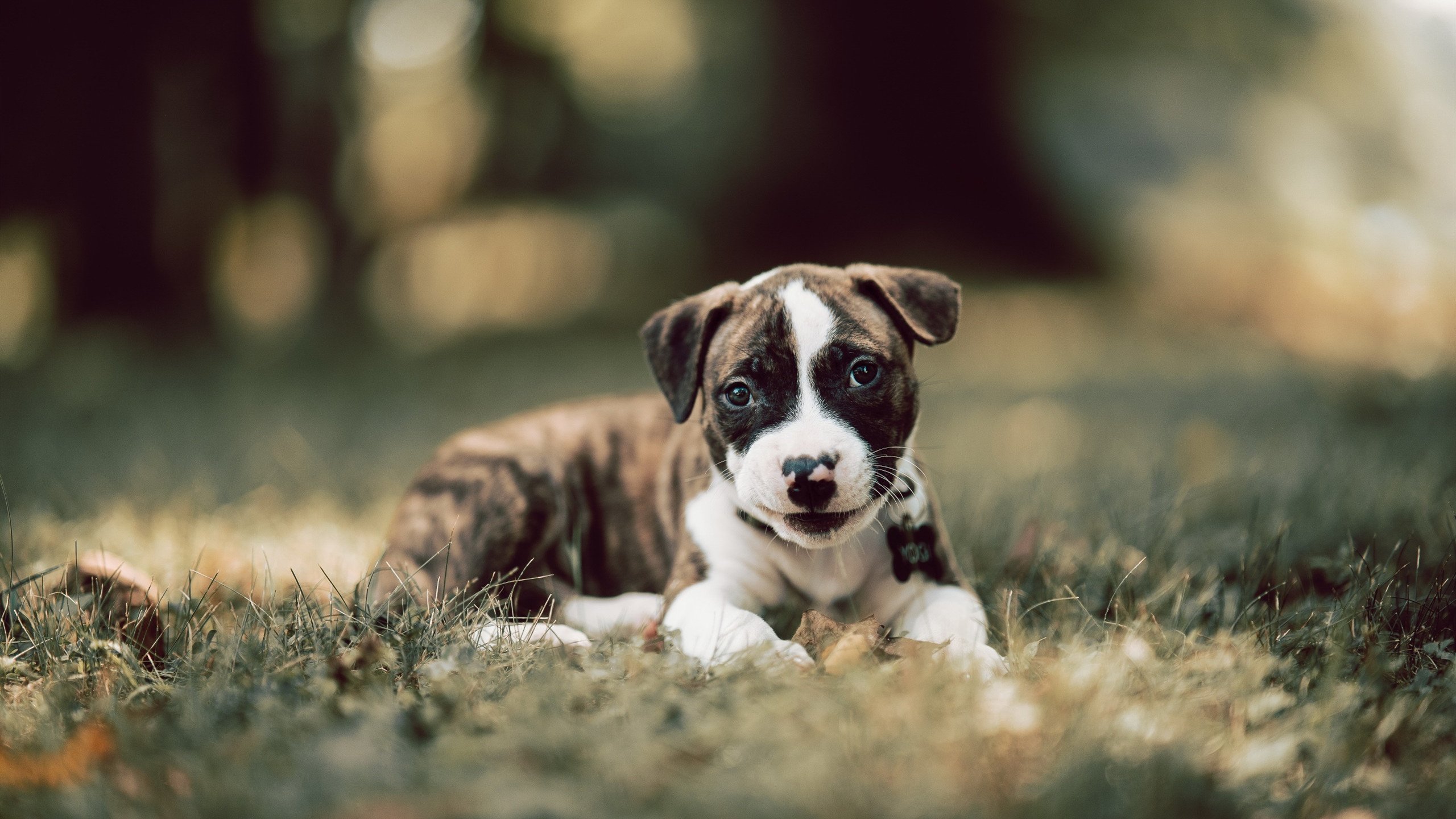 锈与新生，骑士铁蹄冲垮旧时代，塔图姆的锋芒刻下新王印记
