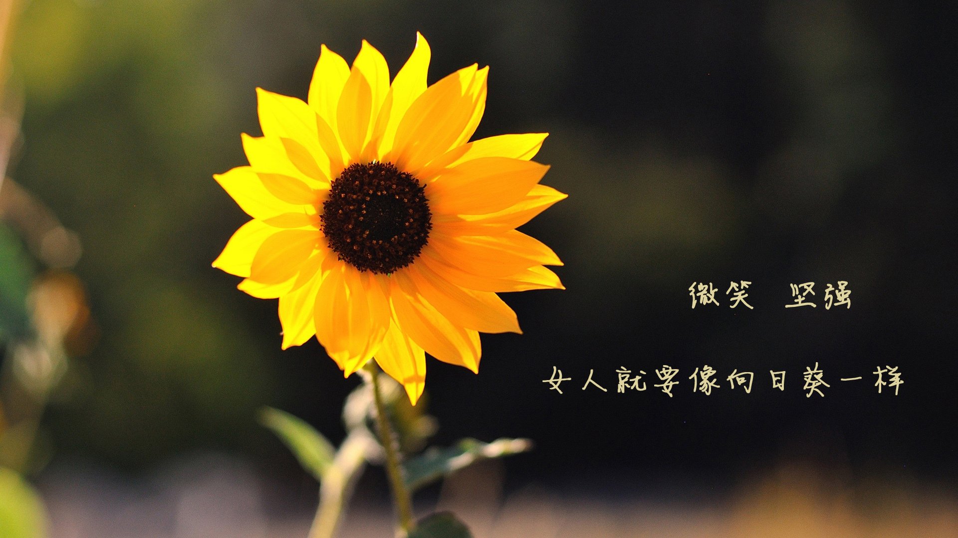 封神之夜，世界排名争夺战的舞台，拉什福德用统治级数据改写游戏规则